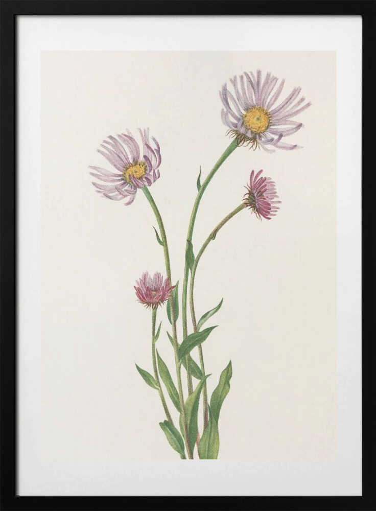 Alaska Fleabane From North American Wildflowers (1925) By Mary Vaux Walcott. - Art Print by Mary Vaux Walcott