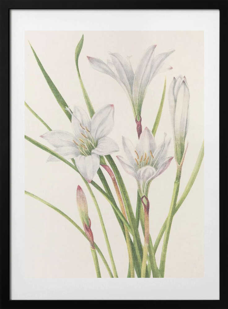 Atamasco Lily From North American Wildflowers (1925) By Mary Vaux Walcott - Art Print by Mary Vaux Walcott