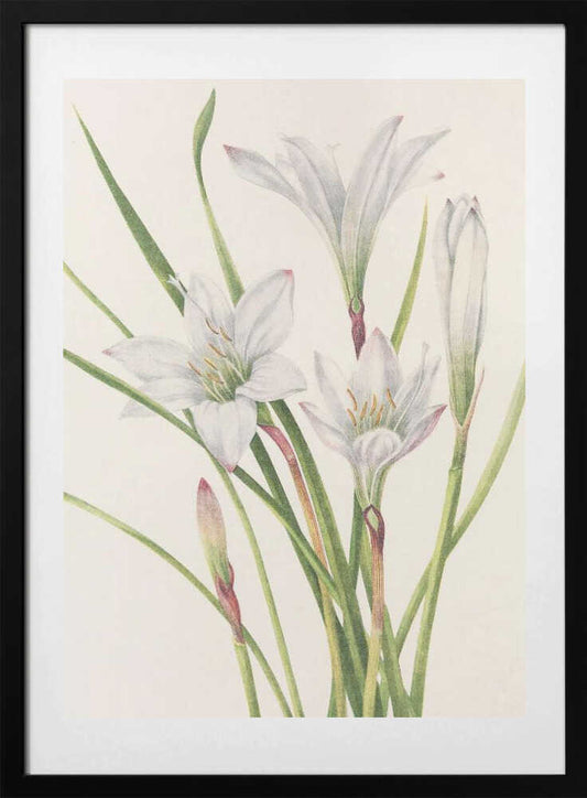 Atamasco Lily From North American Wildflowers (1925) By Mary Vaux Walcott - Art Print by Mary Vaux Walcott