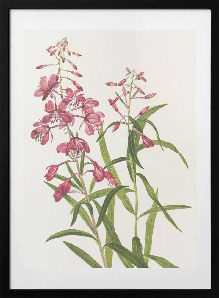 Fireweed From North American Wildflowers (1925) By Mary Vaux Walcott. - Art Print by Mary Vaux Walcott
