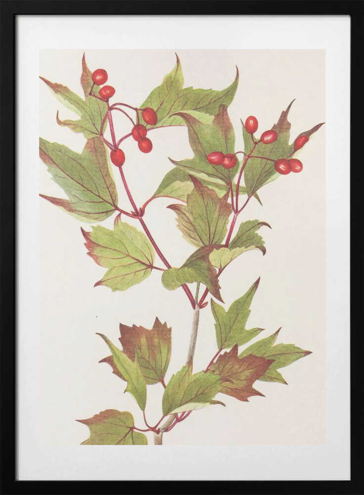 Guelder Rose From North American Wildflowers (1925) By Mary Vaux Walcott. - Art Print by Mary Vaux Walcott