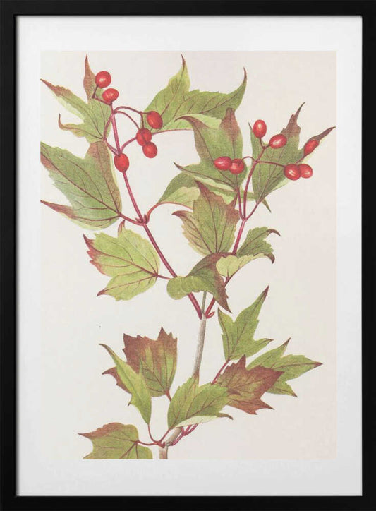 Guelder Rose From North American Wildflowers (1925) By Mary Vaux Walcott. - Art Print by Mary Vaux Walcott