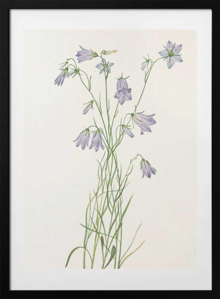 Harebell From North American Wildflowers (1925) By Mary Vaux Walcott - Art Print by Mary Vaux Walcott