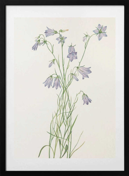 Harebell From North American Wildflowers (1925) By Mary Vaux Walcott - Art Print by Mary Vaux Walcott