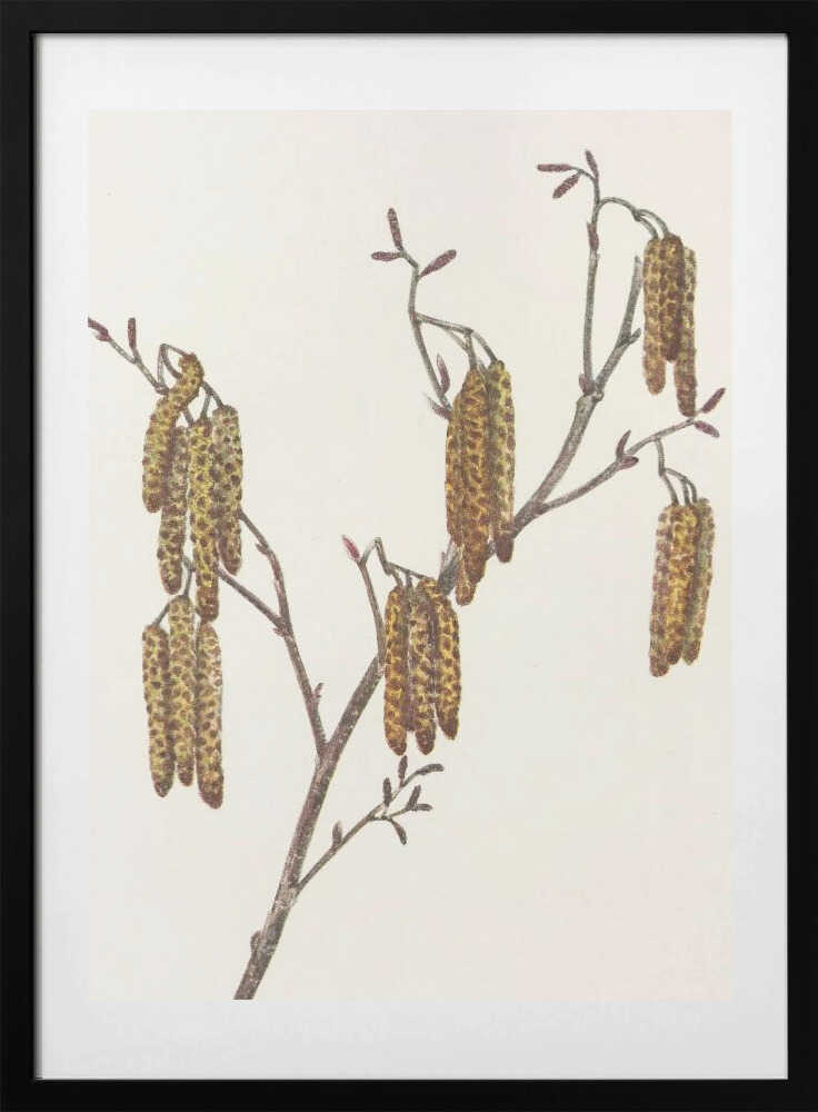 Hazel Alder (alnus Regosa) From North American Wildflowers (1925) By Mary Vaux Walcott. - Art Print by Mary Vaux Walcott