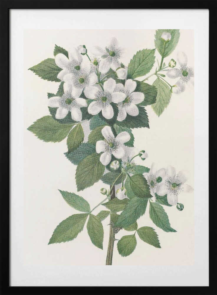Highbush Blackberry From North American Wildflowers (1925) By Mary Vaux Walcott. - Art Print by Mary Vaux Walcott