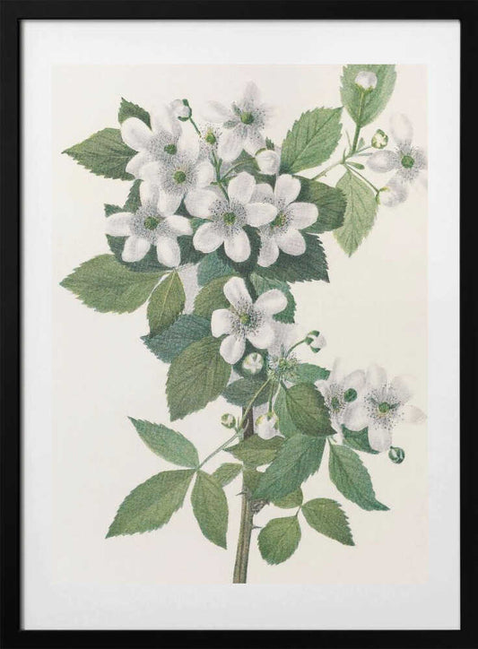 Highbush Blackberry From North American Wildflowers (1925) By Mary Vaux Walcott. - Art Print by Mary Vaux Walcott
