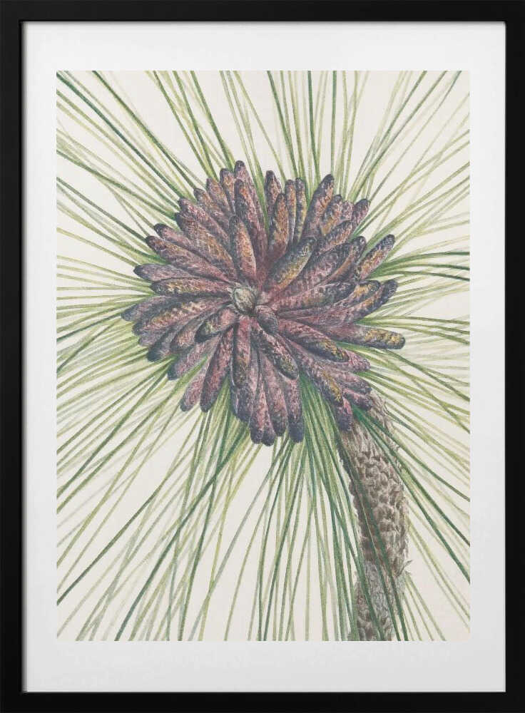 Longleaf Pine From North American Wildflowers (1925) By Mary Vaux Walcott. - Art Print by Mary Vaux Walcott