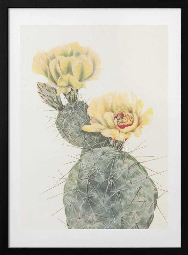 Missouri Prickly Pear From North American Wildflowers (1925) By Mary Vaux Walcott. - Art Print by Mary Vaux Walcott