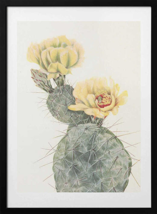 Missouri Prickly Pear From North American Wildflowers (1925) By Mary Vaux Walcott. - Art Print by Mary Vaux Walcott