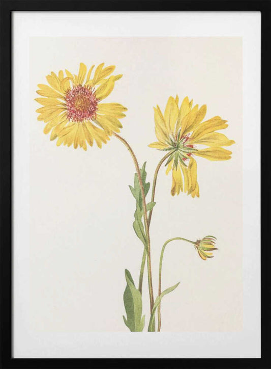 Perennial Gaillardia From North American Wildflowers (1925) By Mary Vaux Walcott. - Art Print by Mary Vaux Walcott