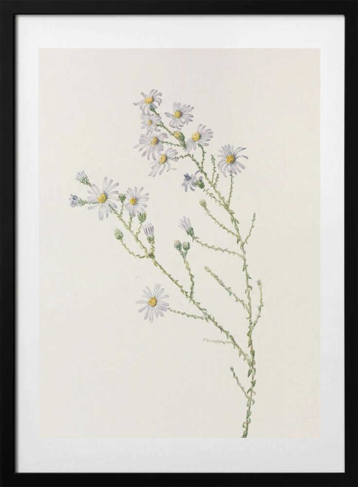 Pineland Aster From North American Wildflowers (1925) By Mary Vaux Walcott. - Art Print by Mary Vaux Walcott