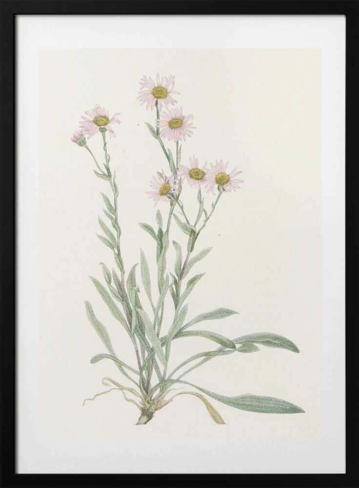 Pink Fleabane From North American Wildflowers (1925) By Mary Vaux Walcott - Art Print by Mary Vaux Walcott