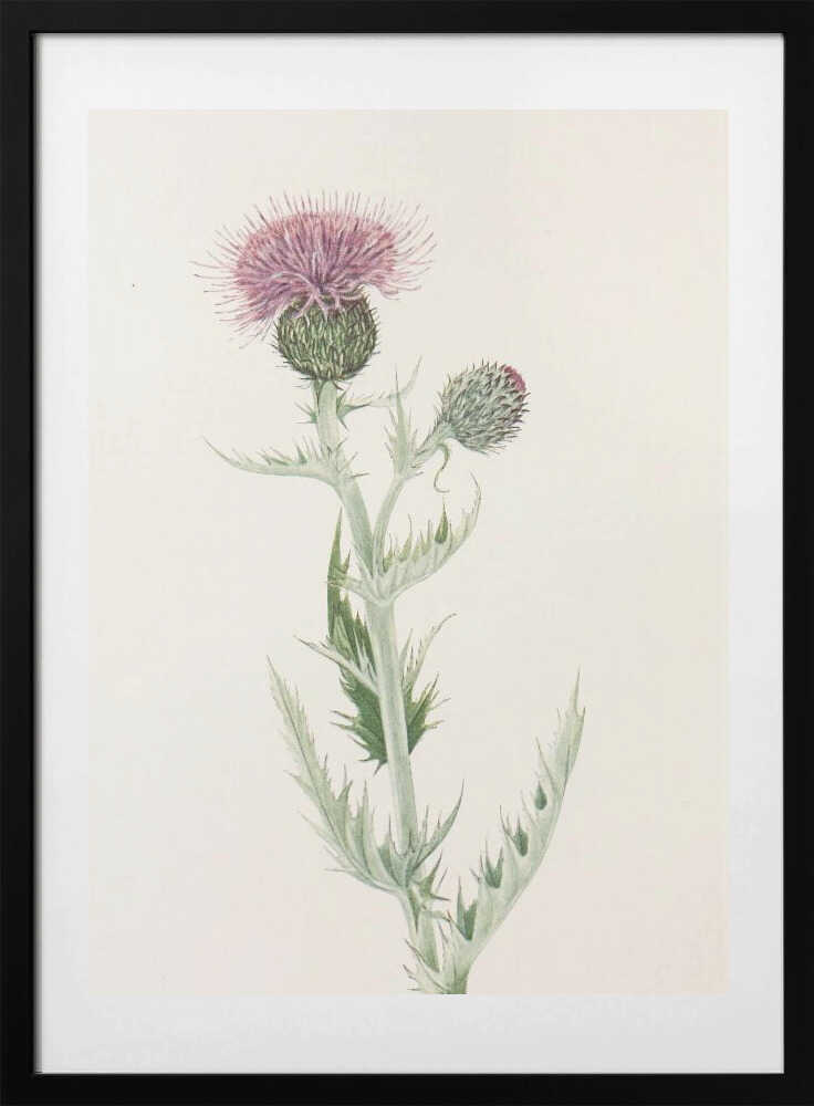 Prairie Thistle From North American Wildflowers (1925) By Mary Vaux Walcott. - Art Print by Mary Vaux Walcott