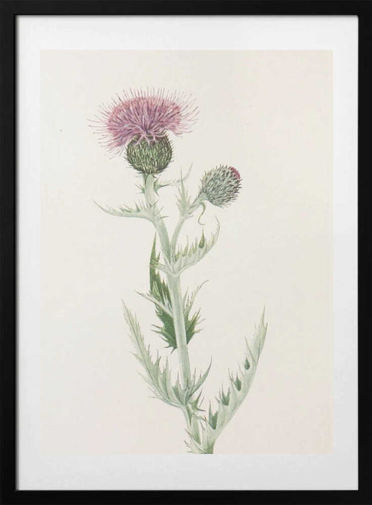 Prairie Thistle From North American Wildflowers (1925) By Mary Vaux Walcott. - Art Print by Mary Vaux Walcott