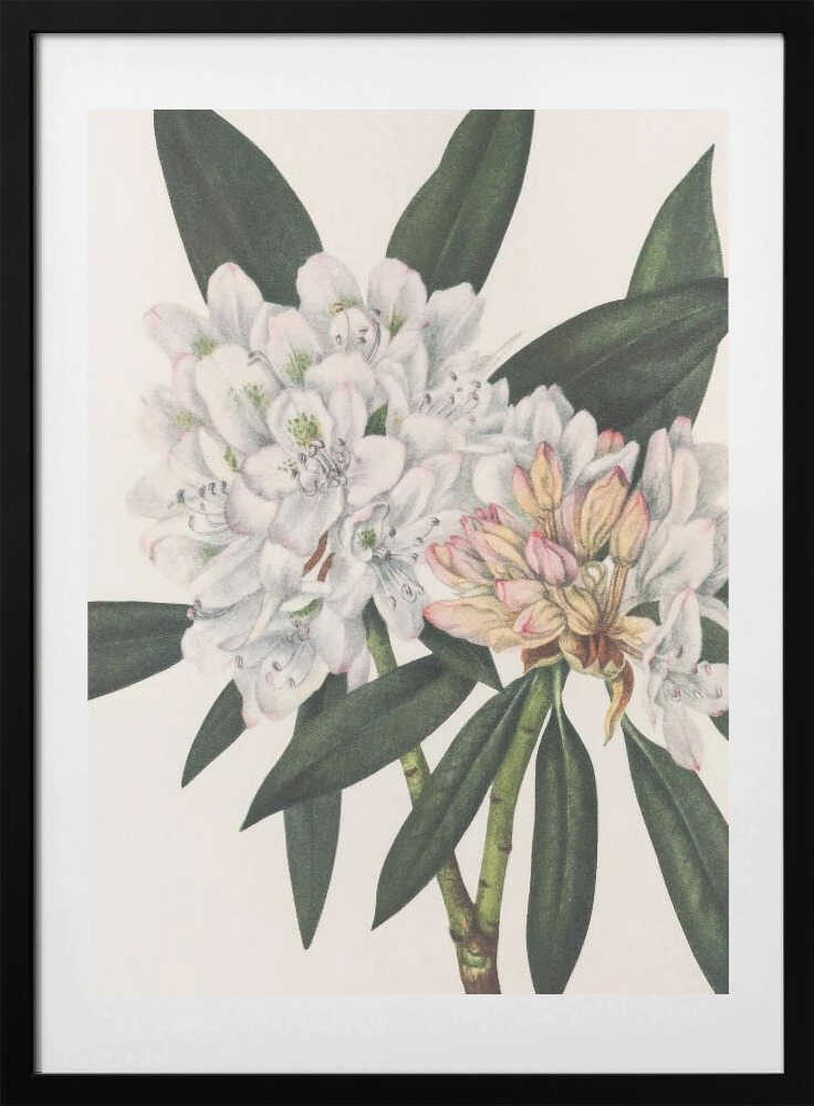 Rosebay Rhododendron From North American Wildflowers (1925) By Mary Vaux Walcott. - Art Print by Mary Vaux Walcott