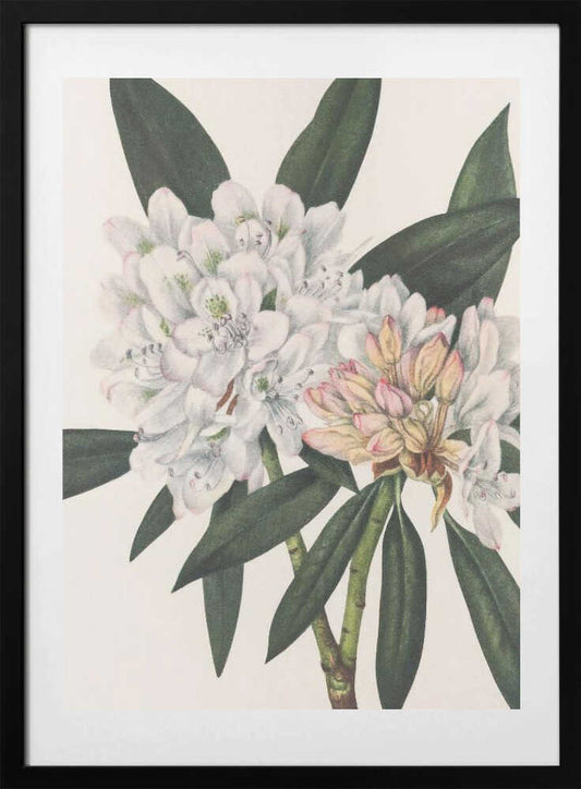 Rosebay Rhododendron From North American Wildflowers (1925) By Mary Vaux Walcott. - Art Print by Mary Vaux Walcott