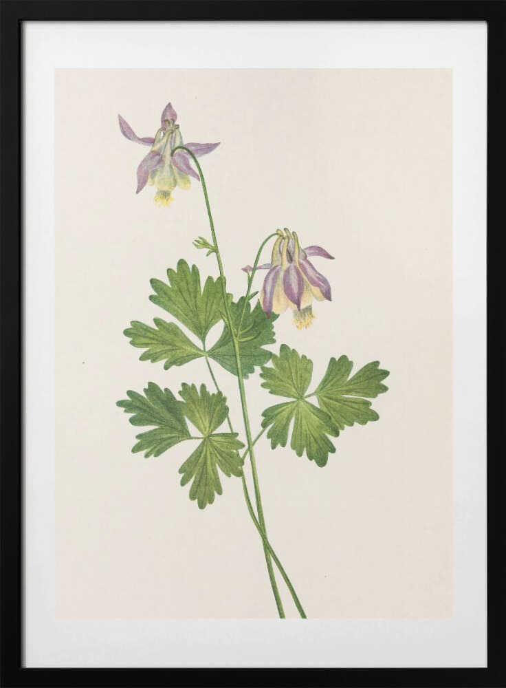 Shortspur Columbine From North American Wildflowers (1925) By Mary Vaux Walcott - Art Print by Mary Vaux Walcott