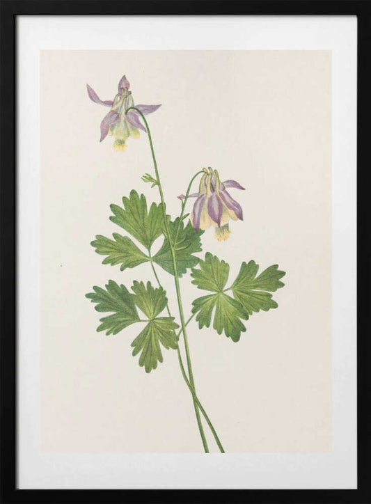 Shortspur Columbine From North American Wildflowers (1925) By Mary Vaux Walcott - Art Print by Mary Vaux Walcott