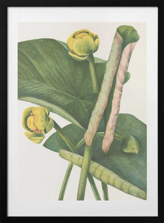 Spatterdock From North American Wildflowers (1925) By Mary Vaux Walcott. - Art Print by Mary Vaux Walcott