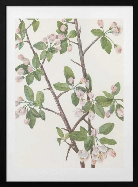 Wild Sweet Crab From North American Wildflowers (1925) By Mary Vaux Walcott. - Art Print by Mary Vaux Walcott