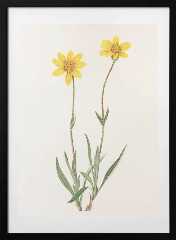 Woolly Arnica From North American Wildflowers (1925) By Mary Vaux Walcott - Art Print by Mary Vaux Walcott