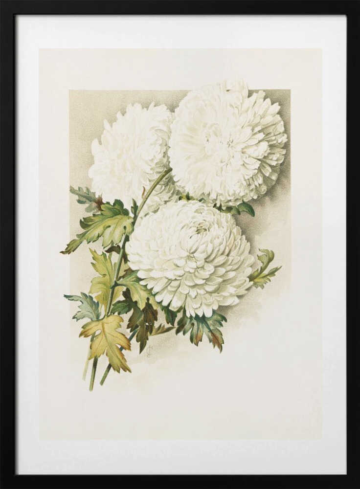 Chrysanthemums for Christmas Eve - Art Print by Sidney Thomas Callowhill