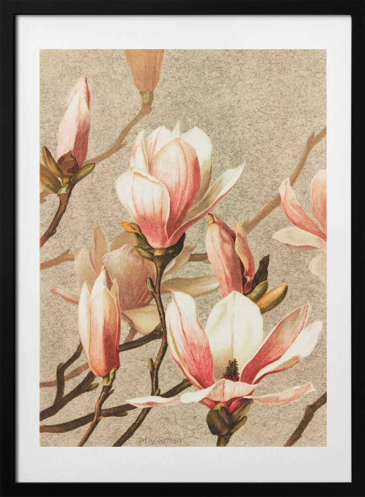 Magnolia - Art Print by Ellen Thayer Fisher