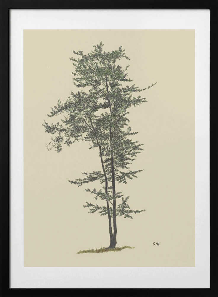 Deciduous Tree Around 1924 - Art Print by Karl Wiener
