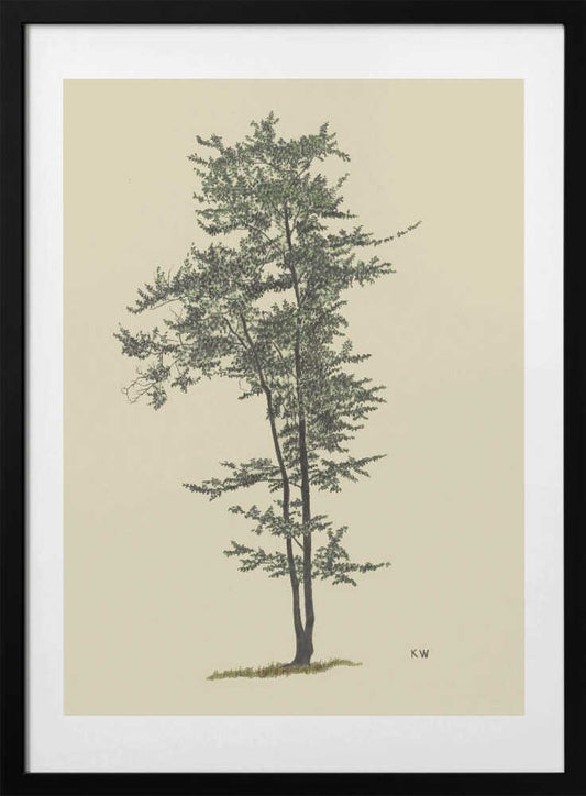 Deciduous Tree Around 1924 - Art Print by Karl Wiener