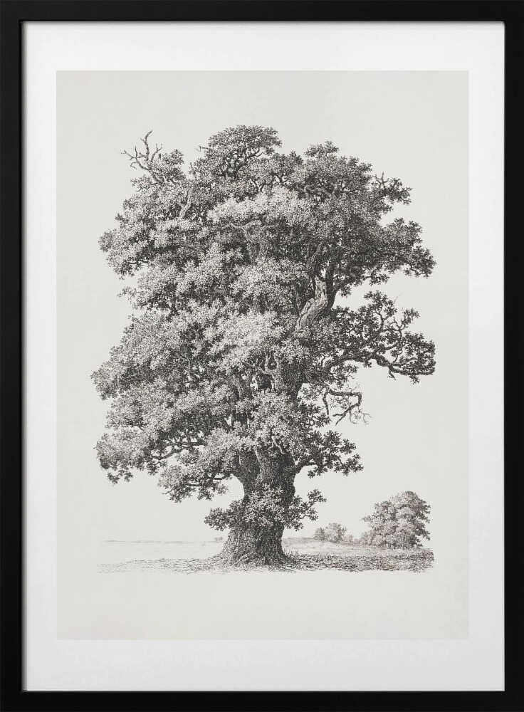 Tree studies After Nature With Regard To Landscape Drawing - Art Print by S.h. Petersen