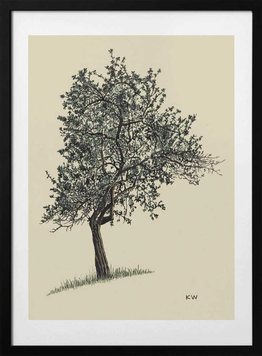 Deciduous Tree 1924 - Art Print by Karl Wiener