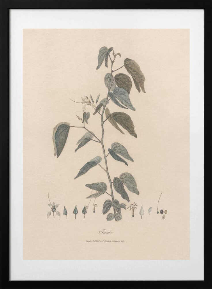 Farek 1789 - Art Print by James Heath