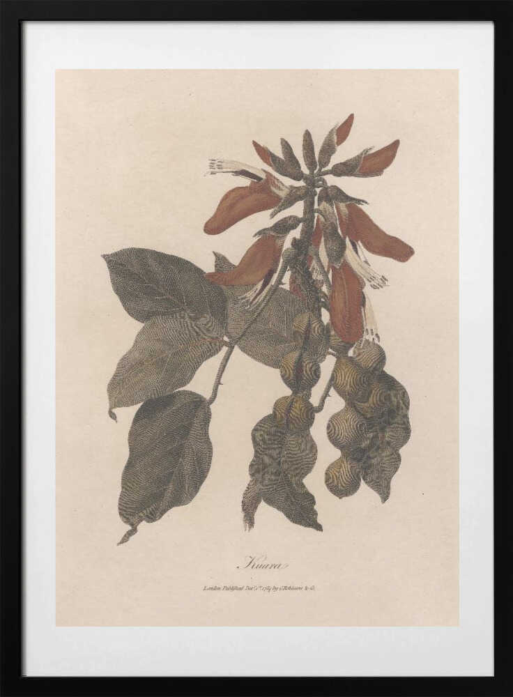Kuara 1789 - Art Print by James Heath