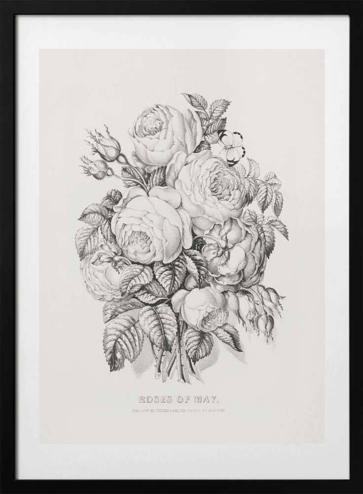 Rose of May (1870) - Art Print by Currier &amp; Ives