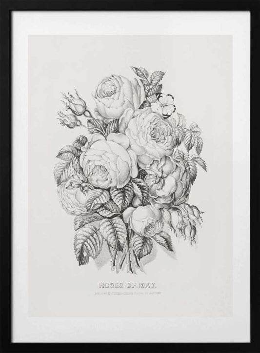 Rose of May (1870) - Art Print by Currier &amp; Ives