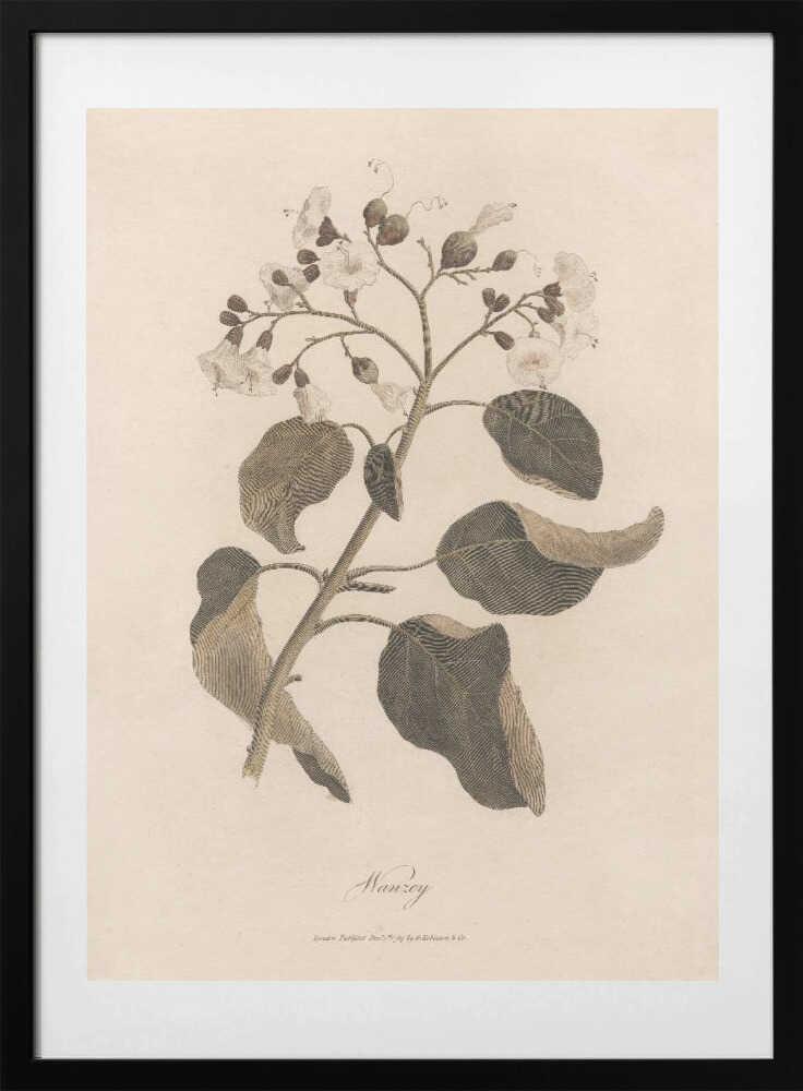 Wanzey - Art Print by James Heath