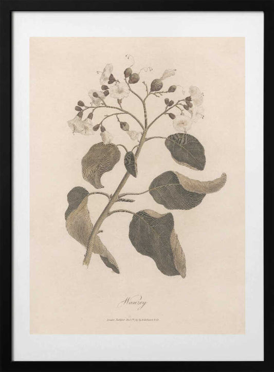 Wanzey - Art Print by James Heath