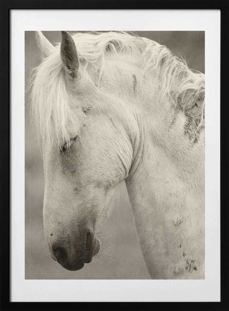 Horse portrait - Art Print by Allan Wallberg