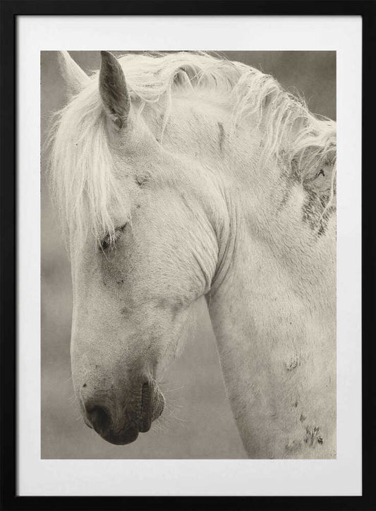 Horse portrait - Art Print by Allan Wallberg