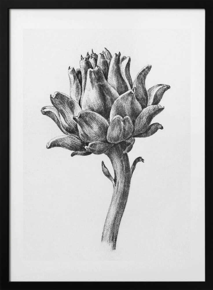 Artichoke By Jean Bernard - Art Print by Jean Bernard