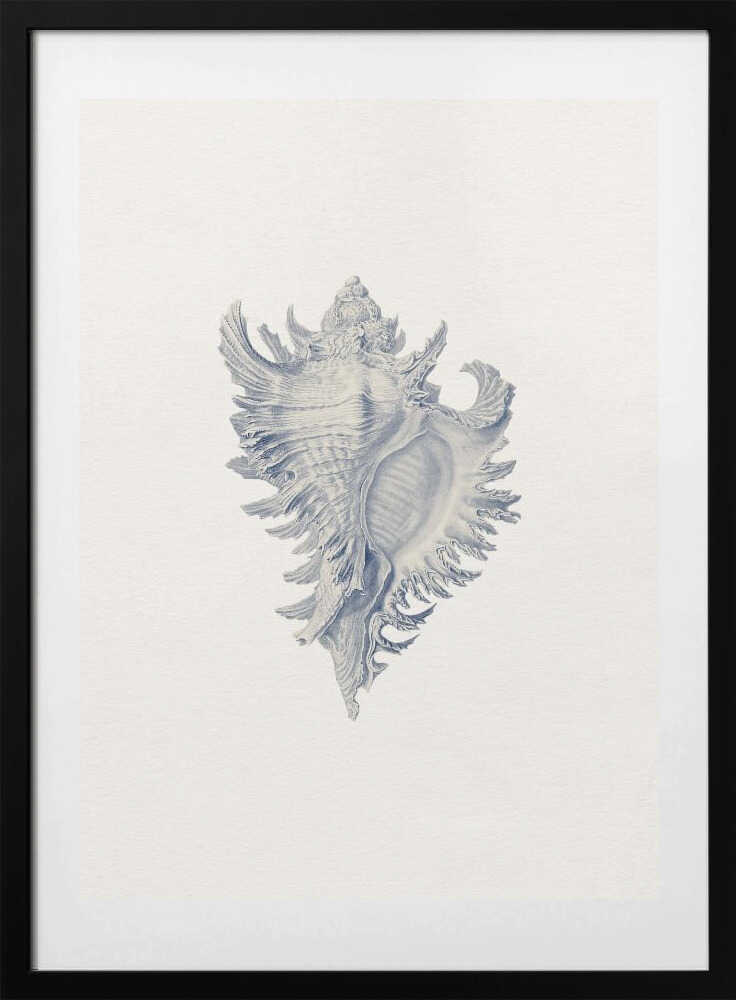 Intricate Seashell Study - Art Print by Wild Violets