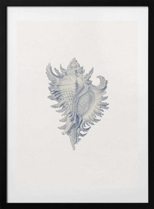 Intricate Seashell Study - Art Print by Wild Violets