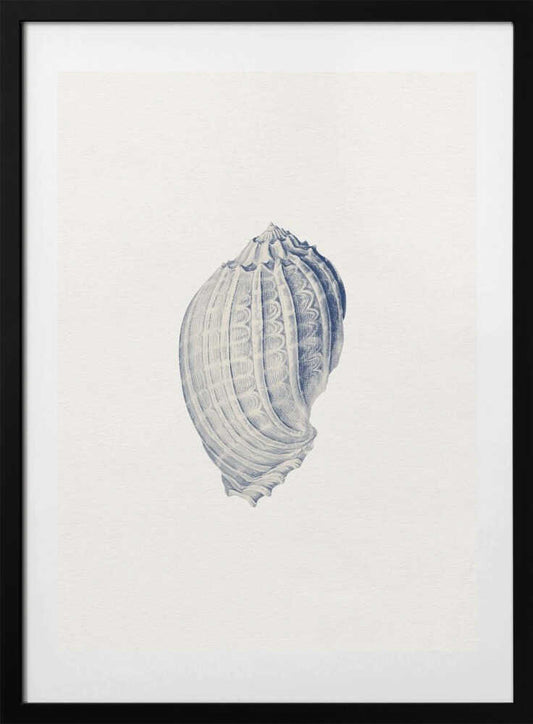 Intricate Blue Seashell - Art Print by Wild Violets