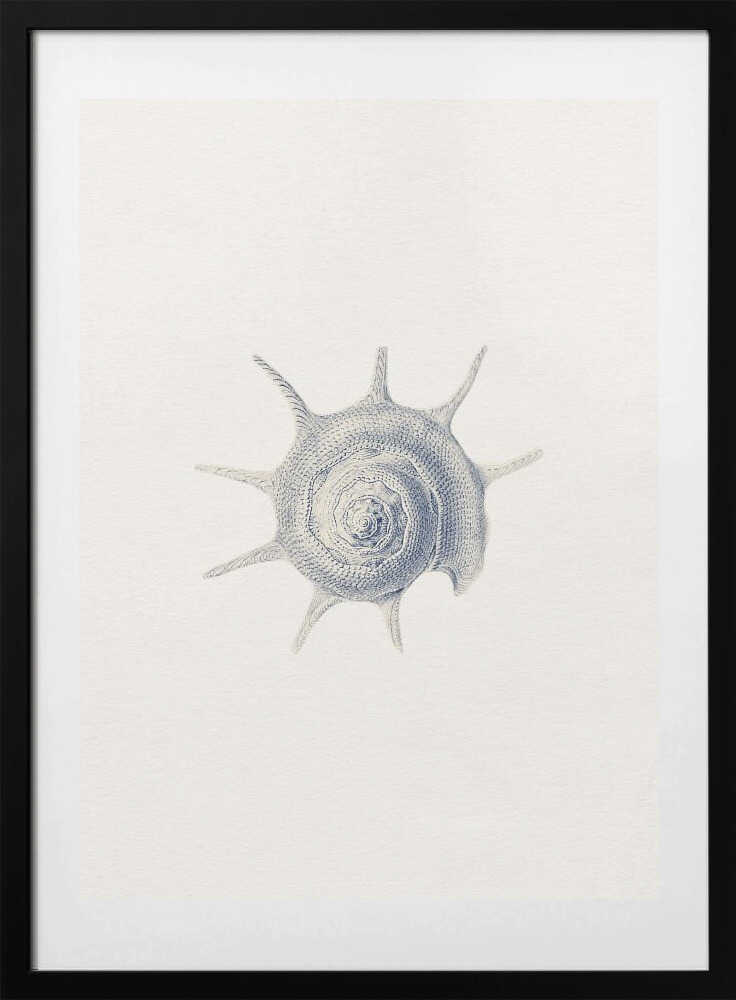 Vintage Spined Shell - Art Print by Wild Violets