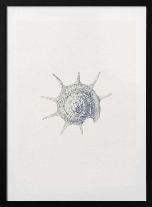 Vintage Spined Shell - Art Print by Wild Violets