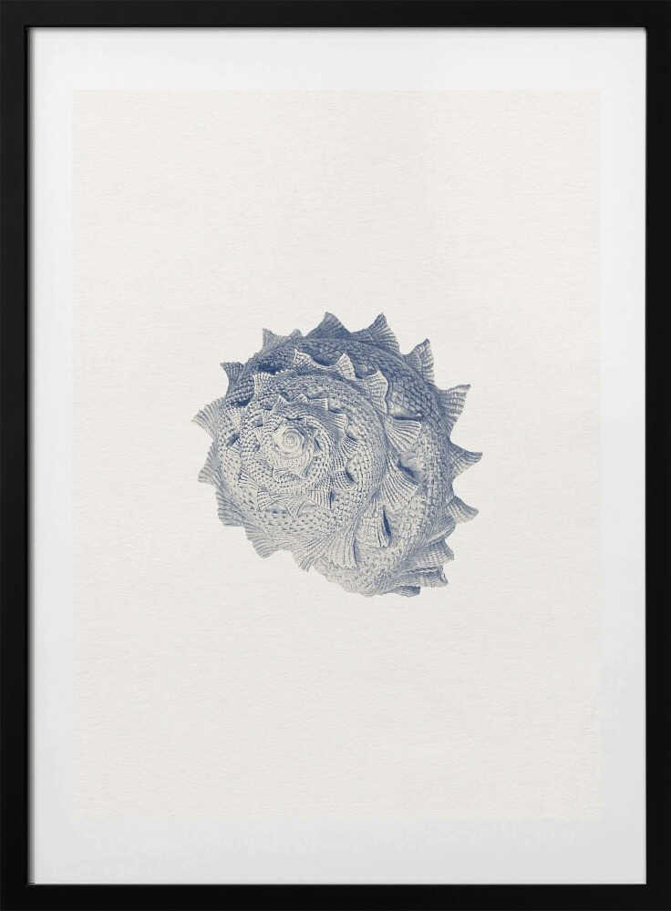 Spiked Shell Study - Art Print by Wild Violets