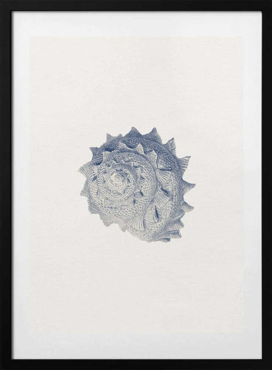 Spiked Shell Study - Art Print by Wild Violets