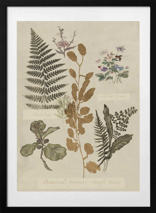 Botanical Specimens Study - Art Print by cartissi