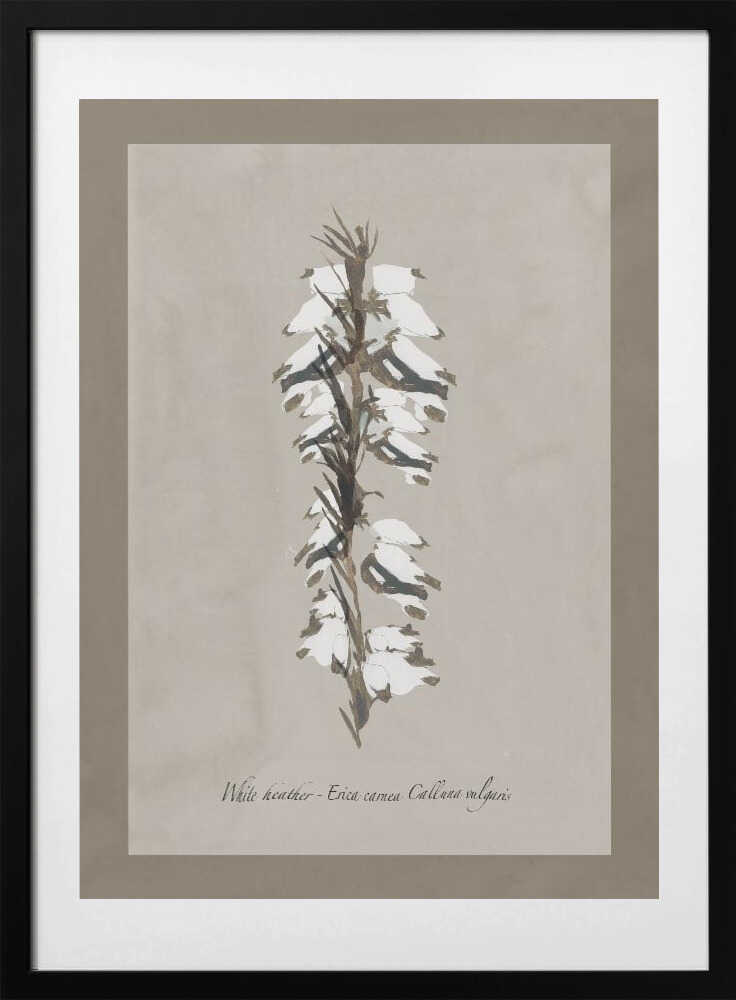 Delicate White Heather - Art Print by cartissi